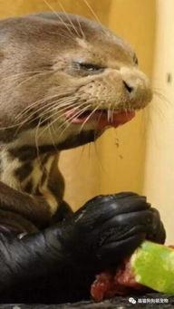 吃烂瓜的动物,揭秘那些钟爱烂瓜的动物世界