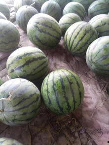 献县最新吃瓜事件