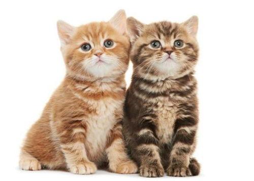 猫敢吃梨瓜吗,揭秘猫对梨瓜的神秘反应