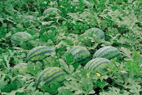 银基广场吃瓜,吃瓜群众的热议焦点