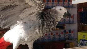 鹦鹉吃的小瓜,小瓜的诱惑之旅