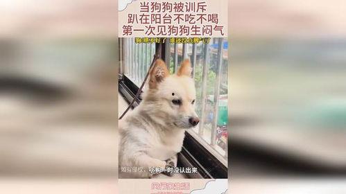 狗狗在阳台吃瓜