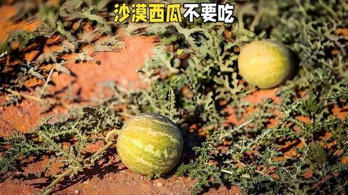 吃沙漠瓜的季节,夏日炎炎，尽享甘甜时光