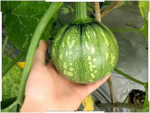 江苏大学颜宝贝吃瓜