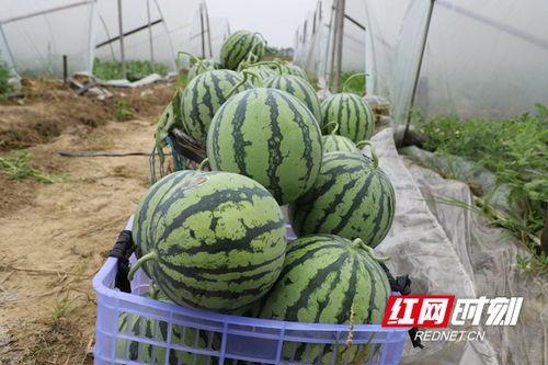 吃大棚的瓜,揭秘现代农业的甜蜜秘密