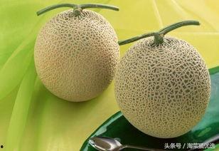 猫可以吃瓜哈密瓜的皮吗